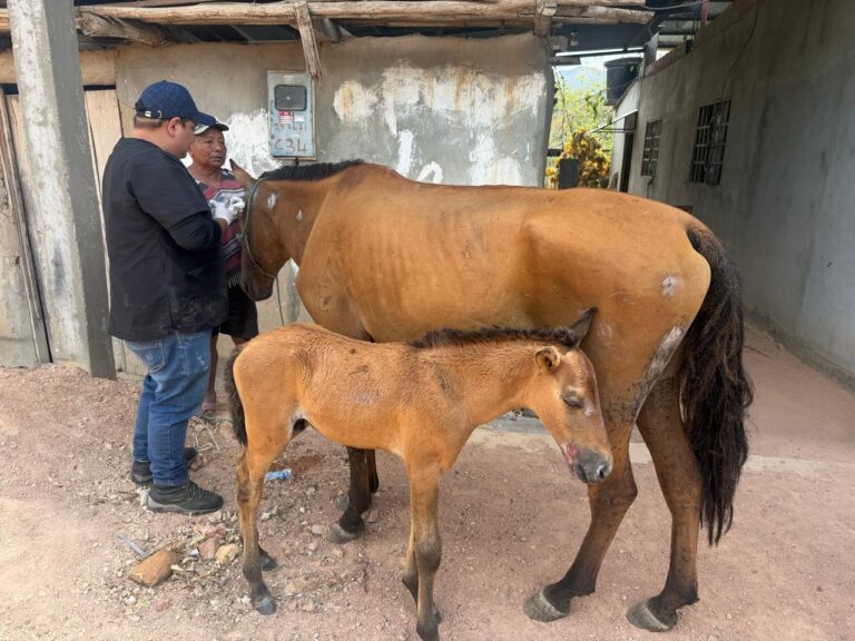 Golondrina junto a su potro
